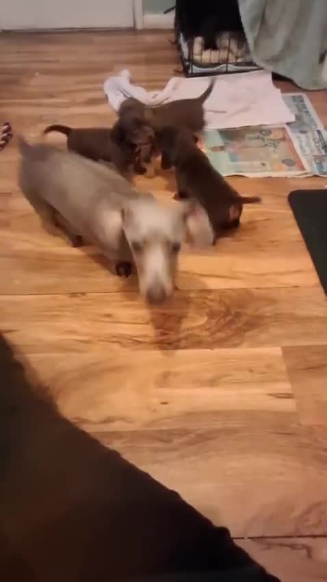 Miniature Dachshund dogs for sale:  3 chocolate and tan miniature dachshund pups  - Video 1