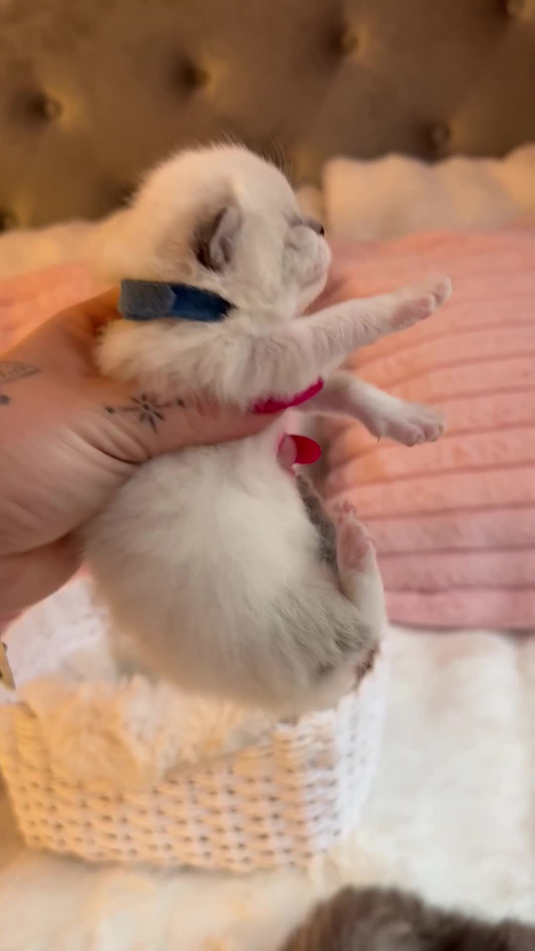 British Shorthair cats for sale: British Shorthair kittens Champion Line 🥇🏆😻 - Video 3