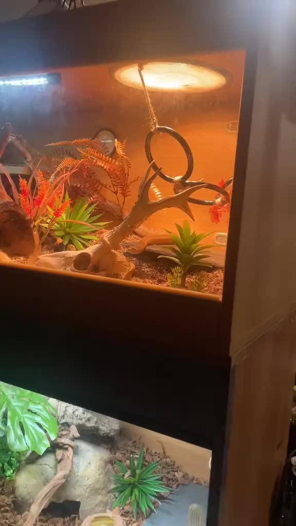 Python Snake reptiles for sale: 2 snakes (corn + royal python)  - Video 2