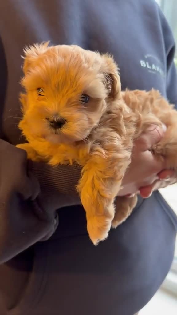 Maltipoo dogs for sale: Maltipoo F1 - Beautiful Cream Maltipoo Puppy - Video 1
