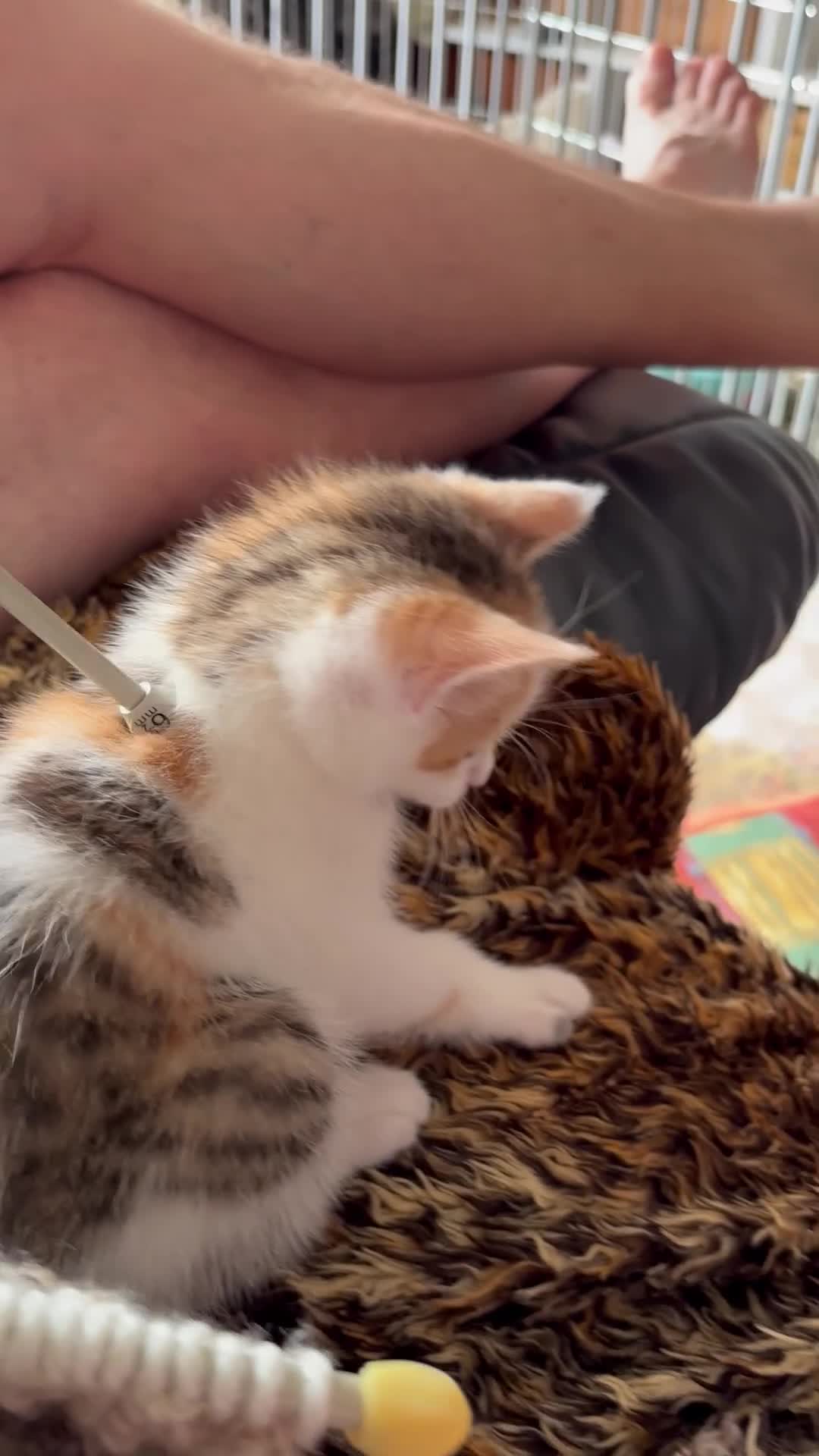Mixed Breed cats for sale: Little Girl looking for a forever home  - Video 1