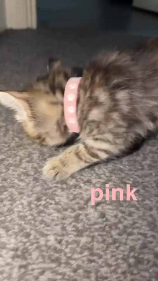 Mixed Breed cats for sale: 8 kittens for rehoming💗💙🐾 - Video 1