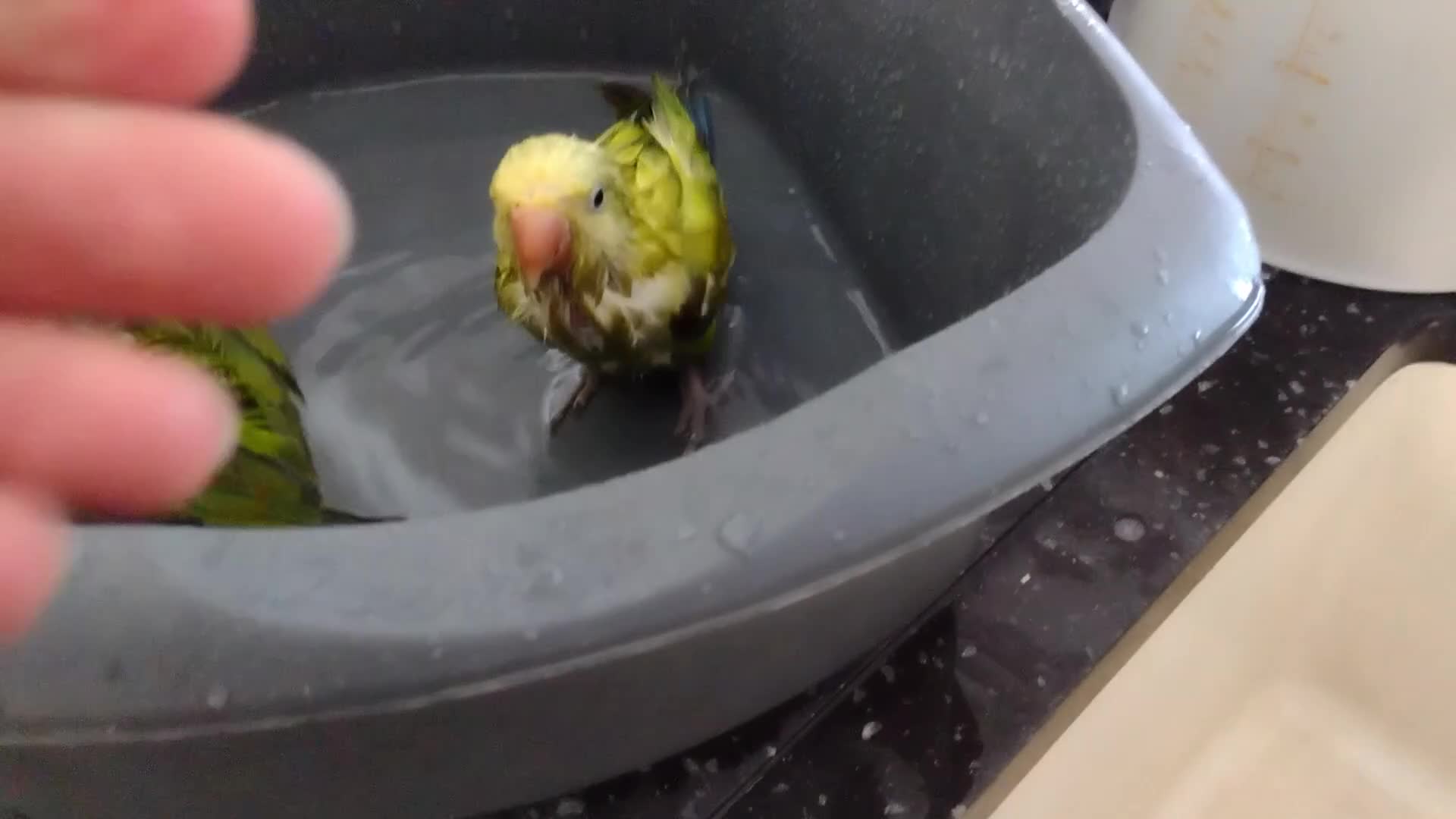 Parakeets birds for sale: Beautiful Hand Reared Quaker Parakeet - Video 2