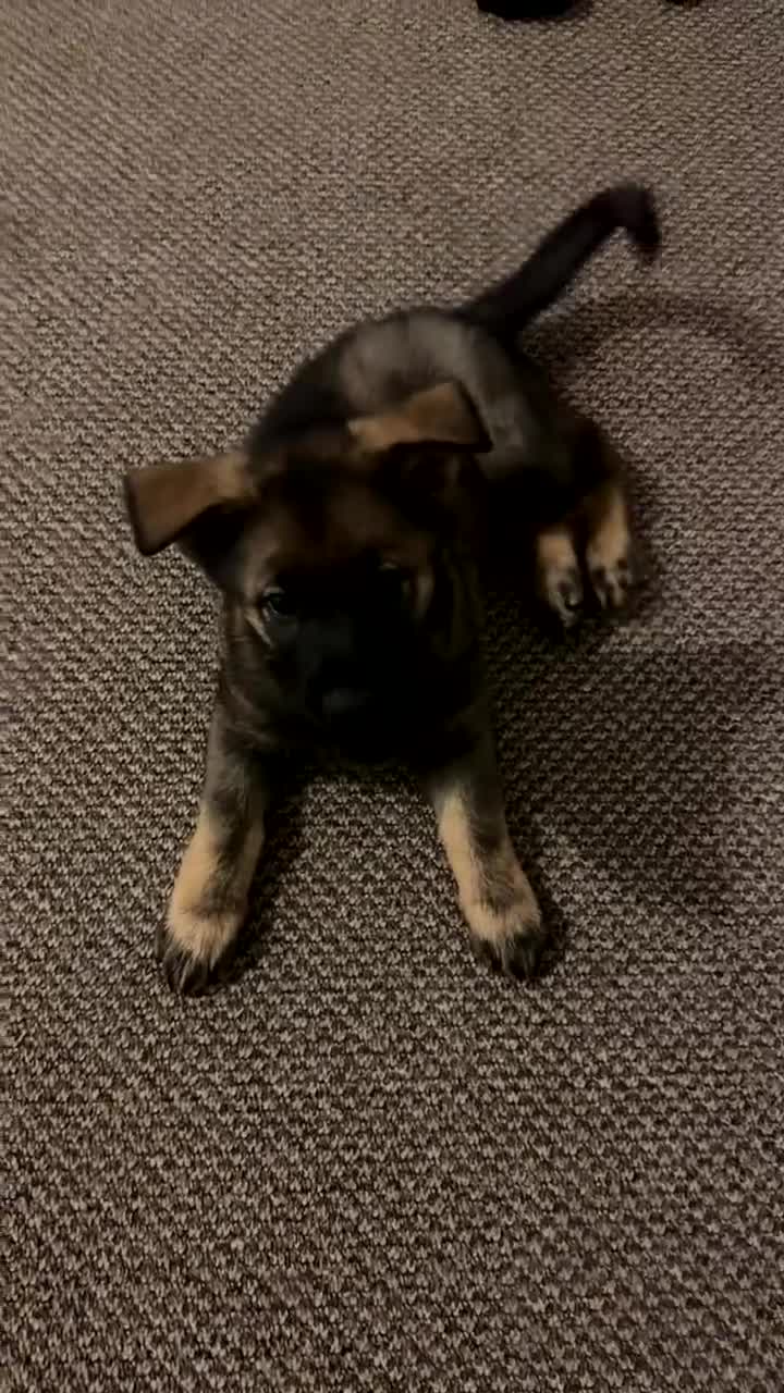 German Shepherd dogs for sale: 1 beautiful female German shepher kc reg working - Video 4