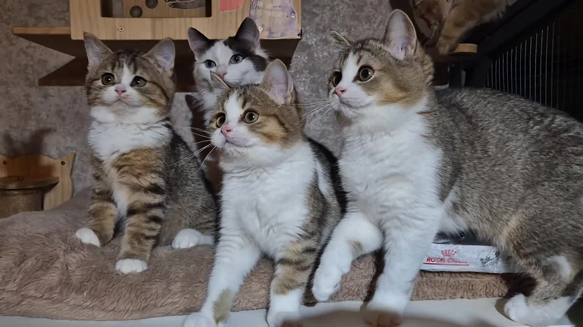 Scottish Fold cats for sale: Ready to go TICA reg. British Shorthair kittens - Video 1