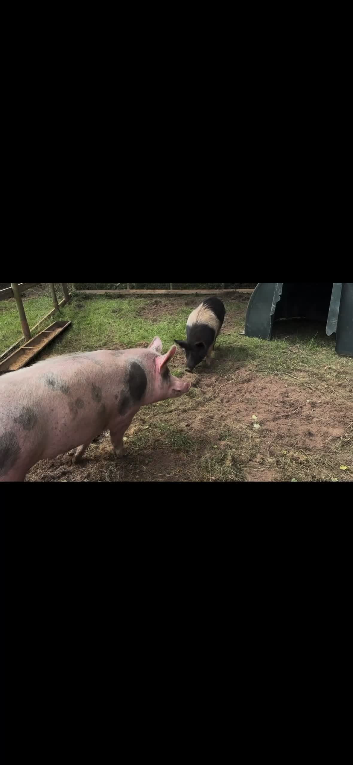Pig livestock for sale: Proven pietrain boar - Video 1