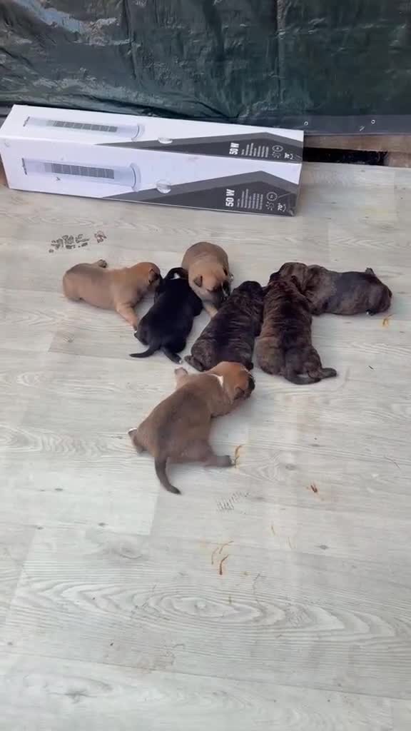 Staffordshire Bull Terrier dogs for sale: Stafford bull terrier puppies  in Newport - Video 1