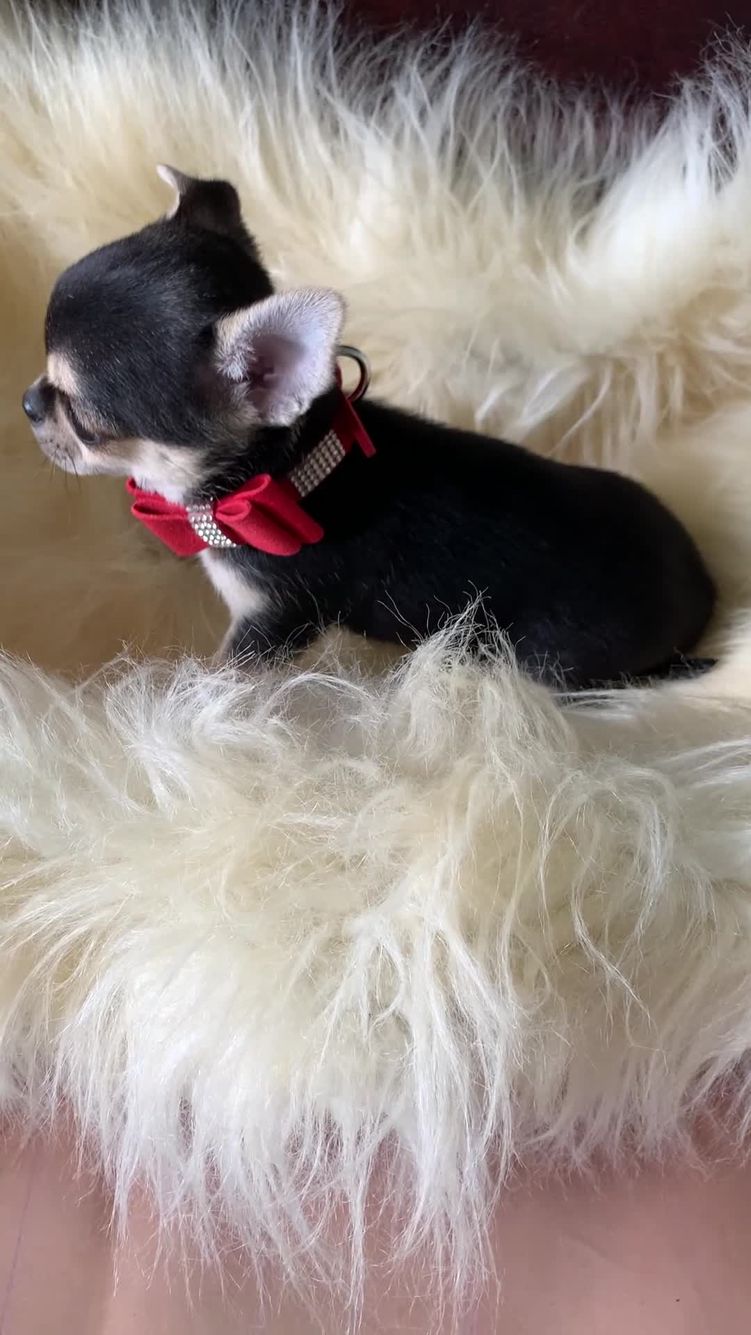 Chihuahua dogs for sale: 5* LICENSED READY💕 KC SMOOTH CHI BABY BOYS X2  - Video 3