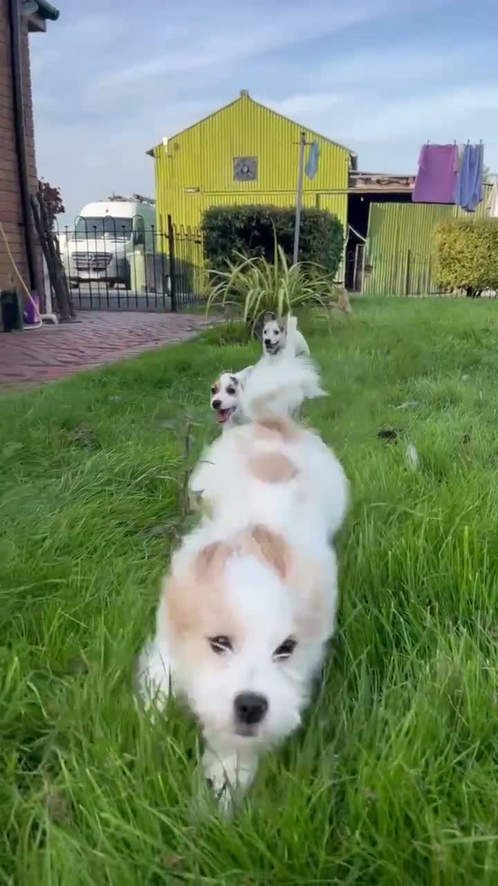 Jack Russell dogs for sale: Three beautiful jack Russel boys  - Video 1
