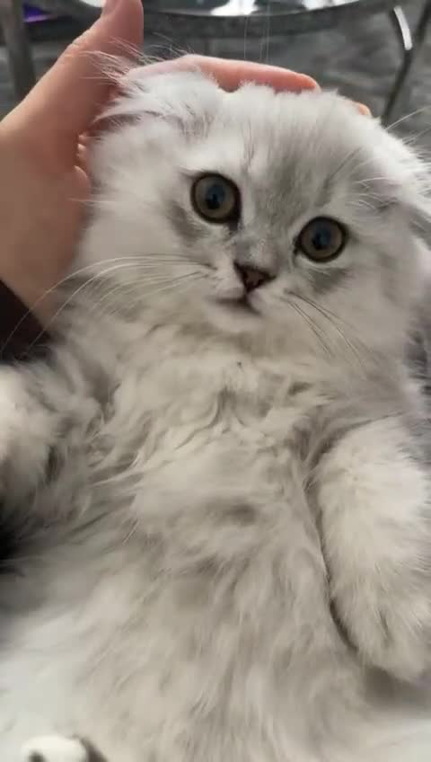 Scottish Fold cats for sale: Lovely Long Hair Scotich Fold Boy - Video 3