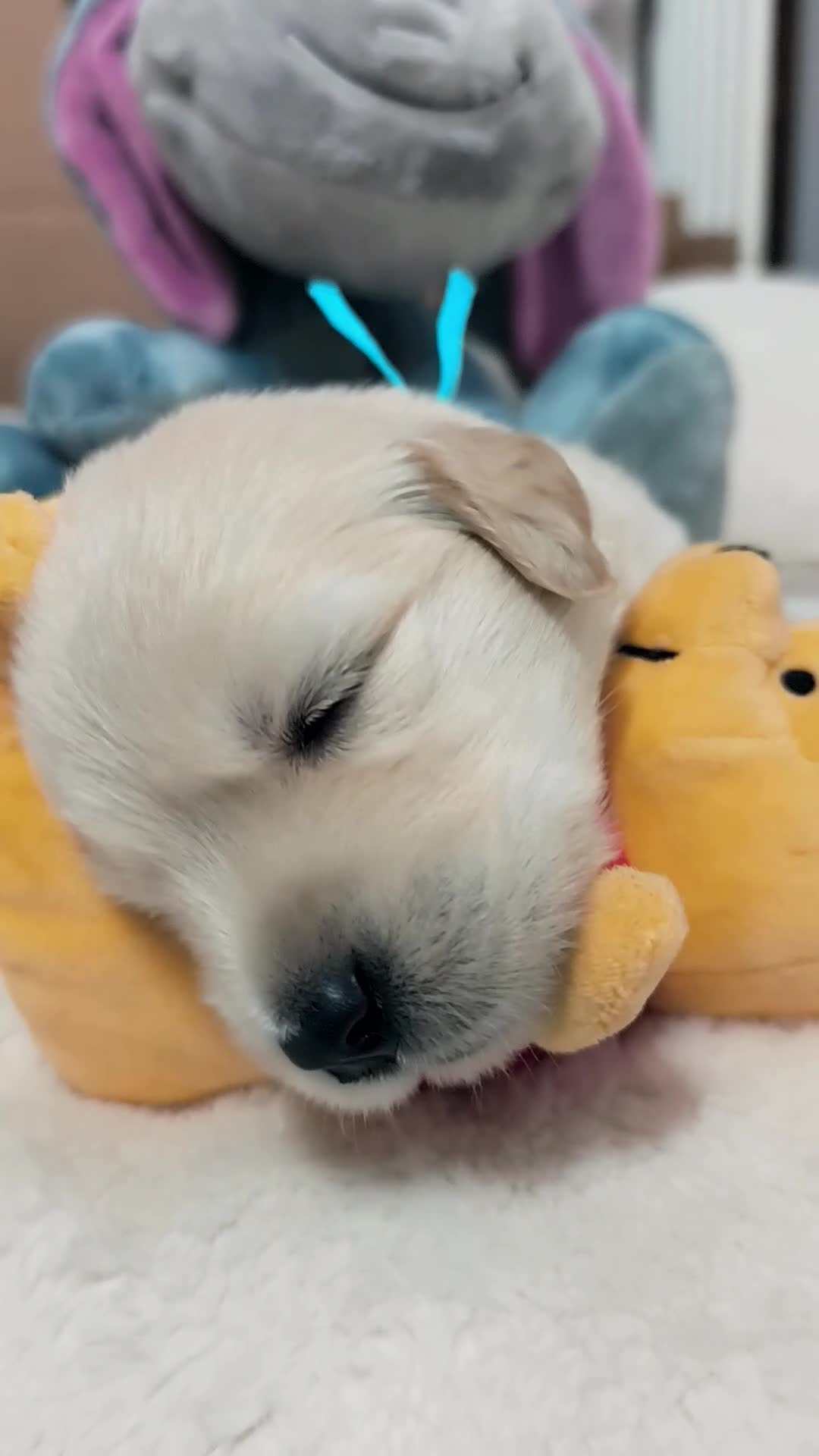 Golden Retriever dogs for sale: ✨🐾 Beautiful Golden Retriever Puppies🐾✨ - Video 3