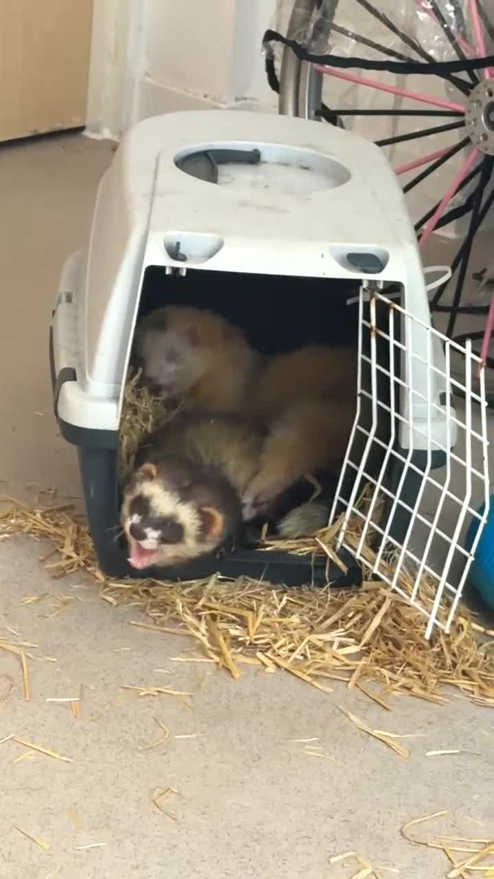 Ferret rodents for sale: 2 male ferrets looking for forever home  - Video 2