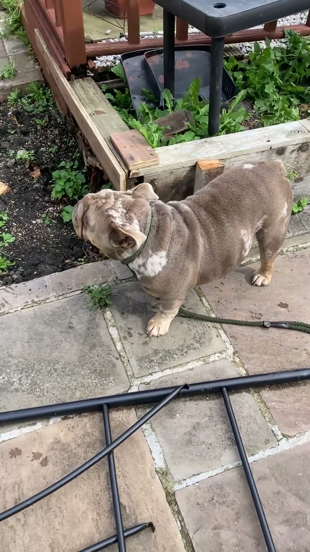 English Bulldog dogs for sale: Chocolate merly English mini bulldog  in Burnley - Video 1