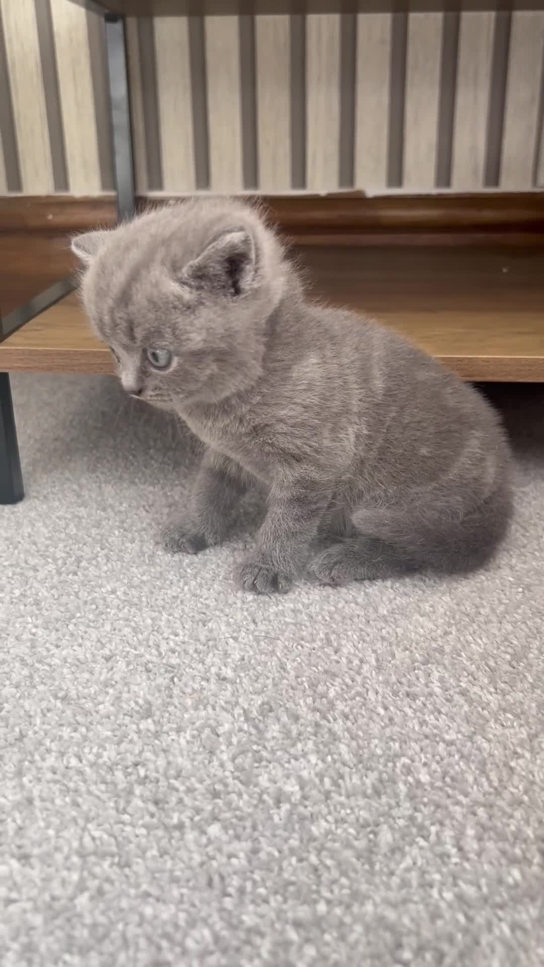 British Shorthair cats for sale: Stunning blue British shorthair - Video 1