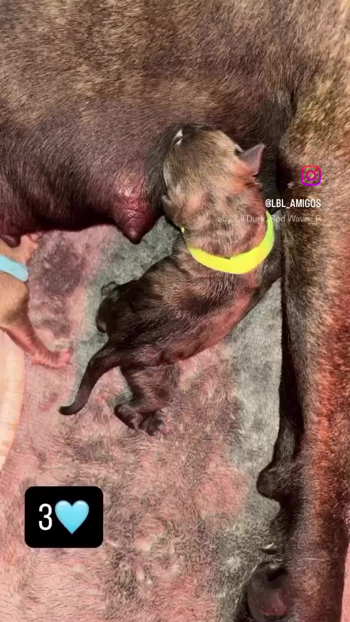 Mixed Breed dogs for sale: Staffy puppies  in Liverpool - Video 1