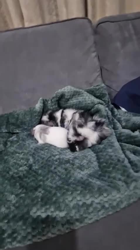 Guinea Pig rodents for sale: Male guineapigs  - Video 1