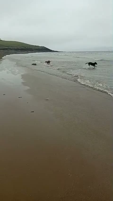 Labrador Retriever dogs for stud: Labrador available for stud in Cardiff - Video 4