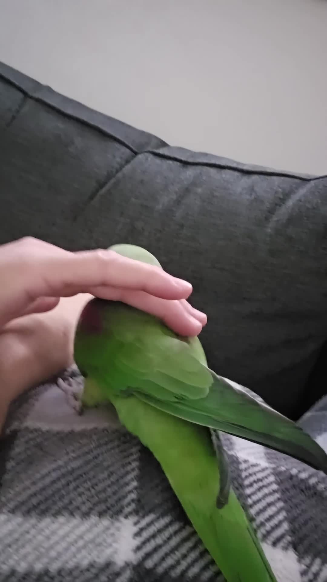 Parakeets birds for sale: Alexandrine Parrot for sale - Video 1
