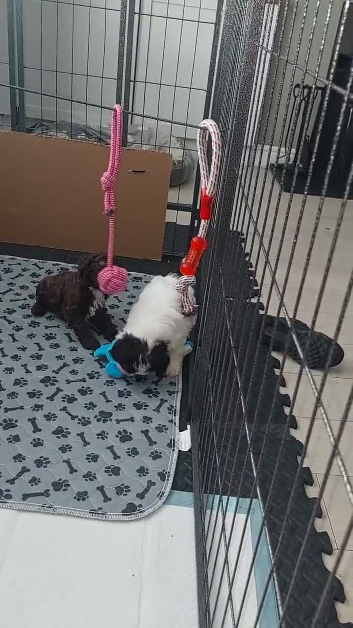 Cockapoo dogs for sale: Cockapoo Puppies in Ardrossan - Video 1