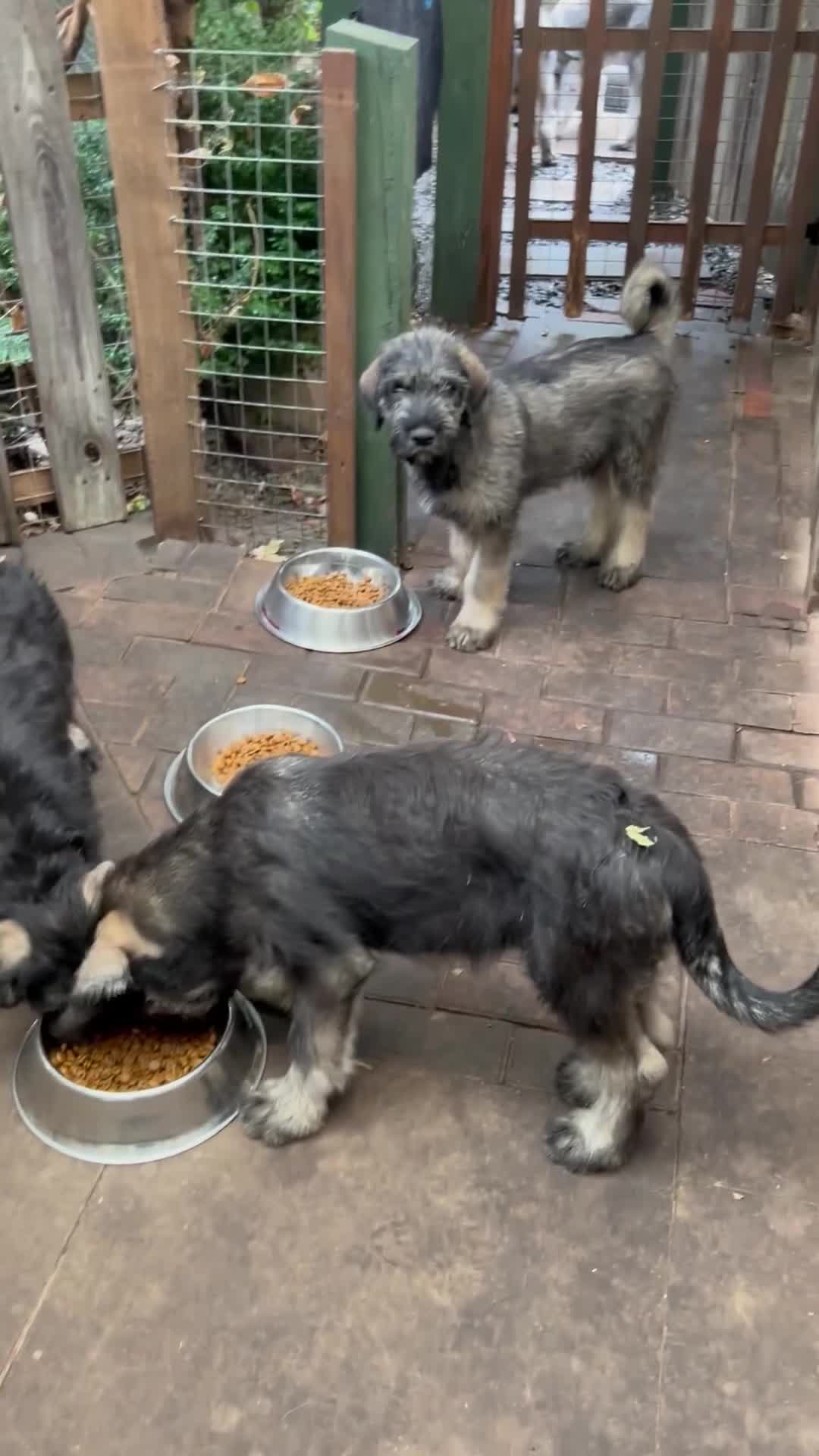 Giant Schnauzer dogs for sale: Very Rare pepper & salt giant schnauzer puppies - Video 1