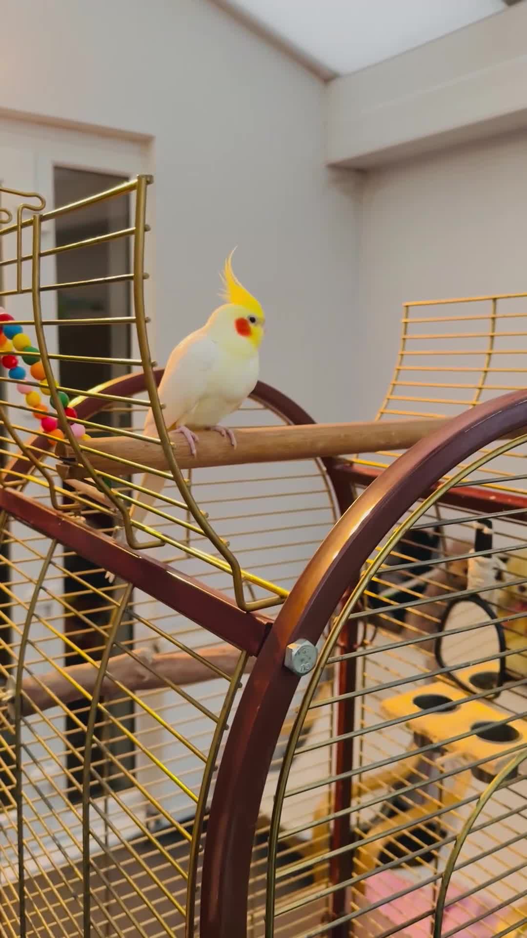 Cockatiels birds for sale: Cockatiel Female + Full Setup Included - Video 3