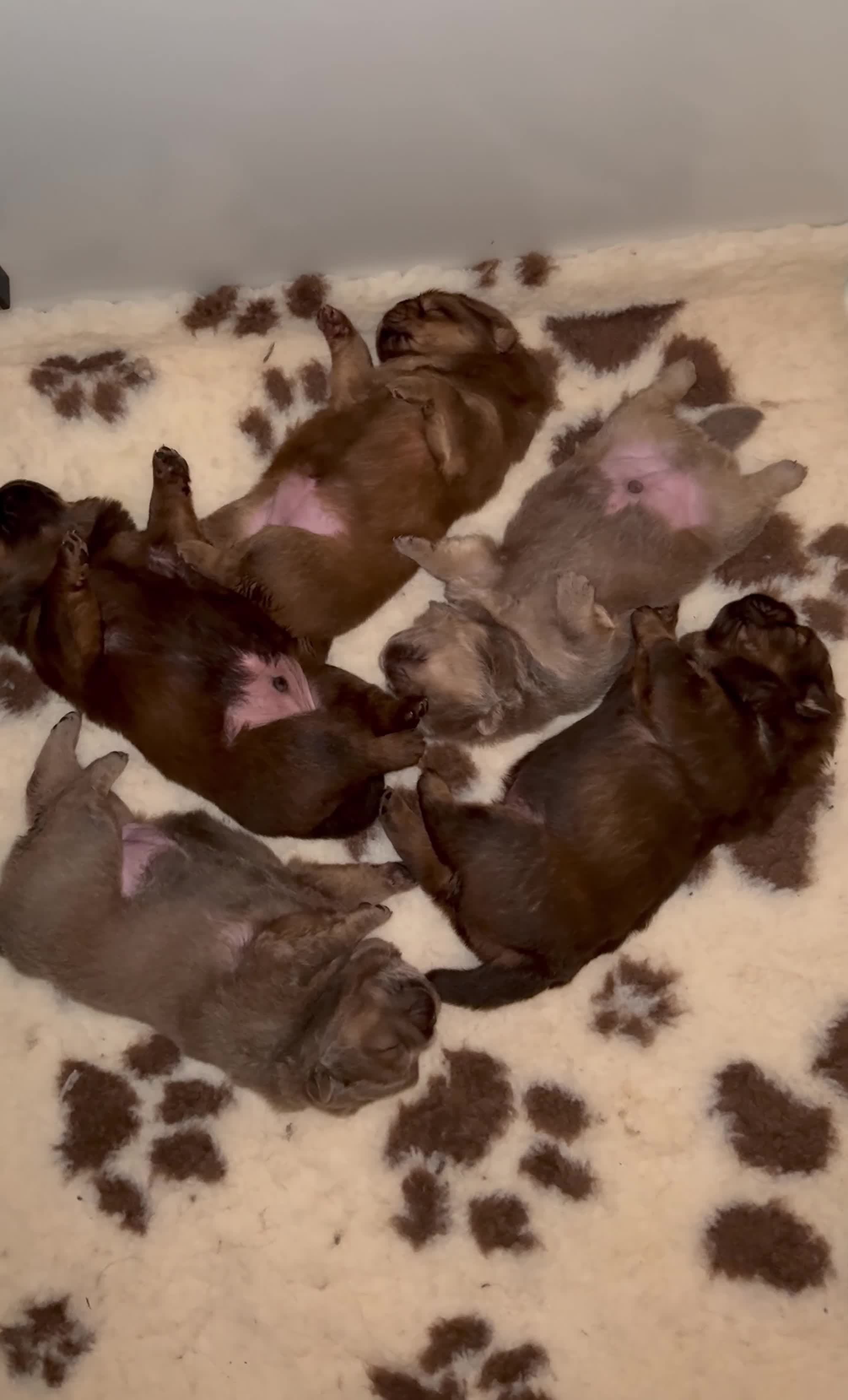Chow Chow dogs for sale: Beautiful chow litter KC registered 🧬💜🍫 - Video 2