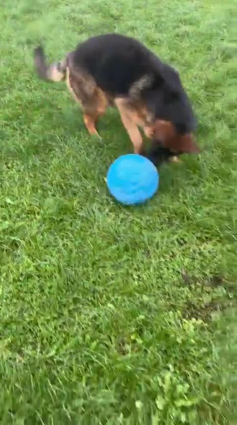 German Shepherd dogs for sale: Stunning male German shepherd pup  - Video 1