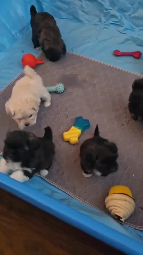 Mixed Breed dogs for sale: Cute Female Puppy - Video 2