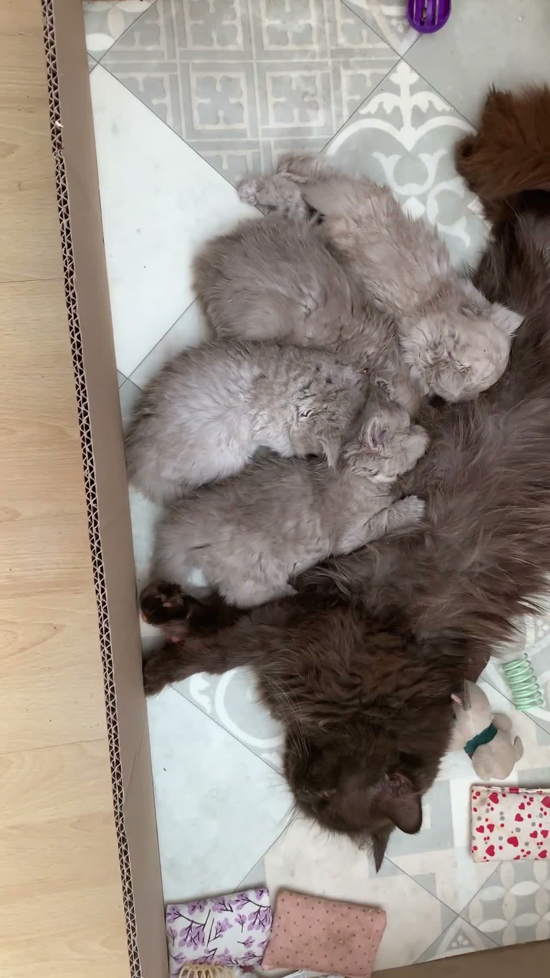 British Longhair cats for sale: GCCF kittens  - Video 2