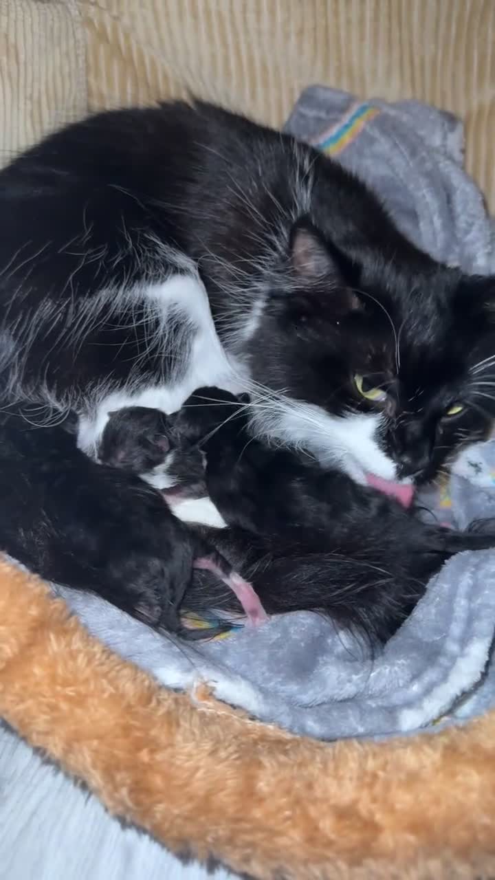 Mixed Breed cats for sale: Beautiful Kittens Looking for Their Forever Homes✨ - Video 2