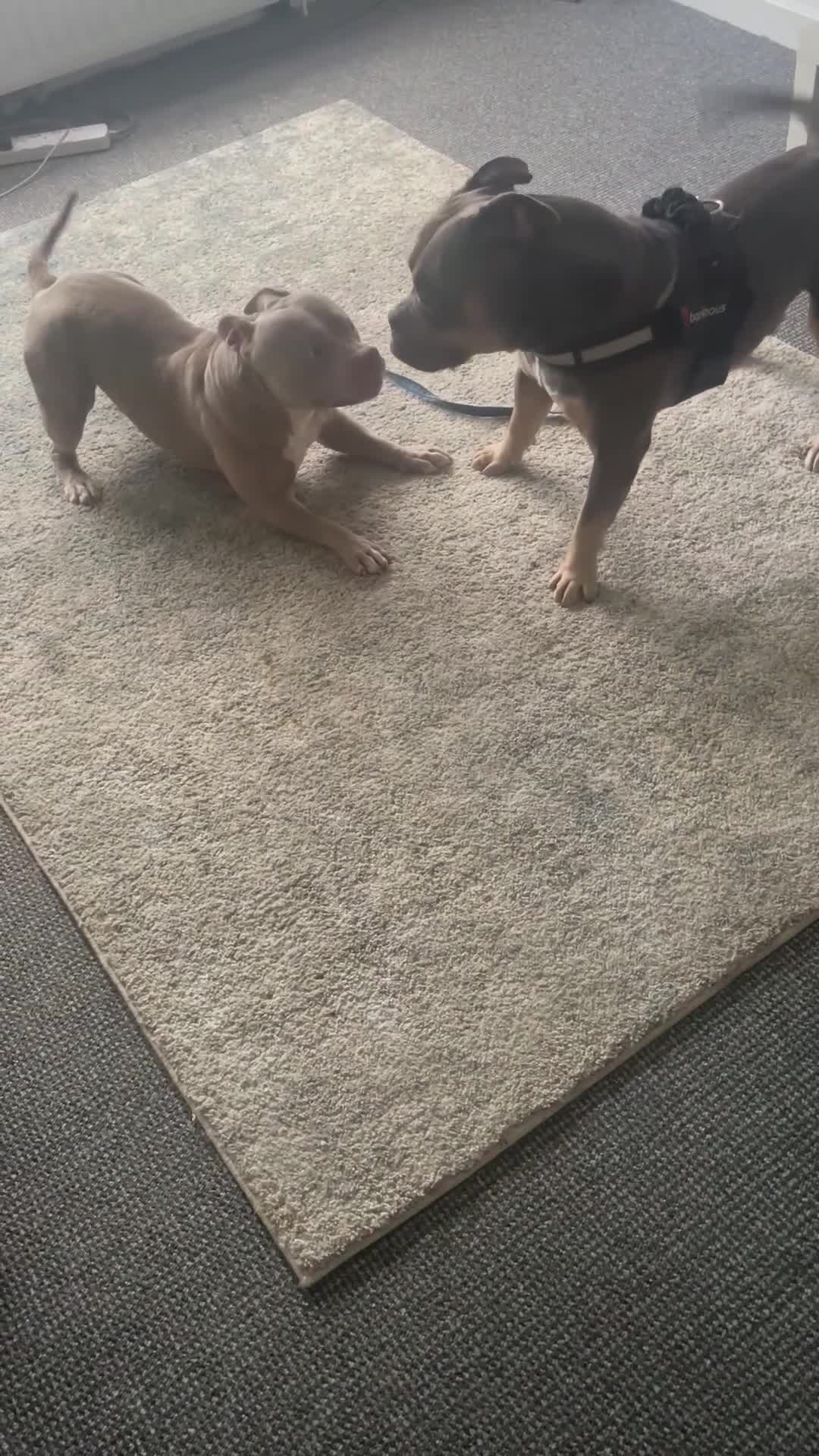 American Bully dogs for stud: ABKC registered blue tri for stud - Video 1