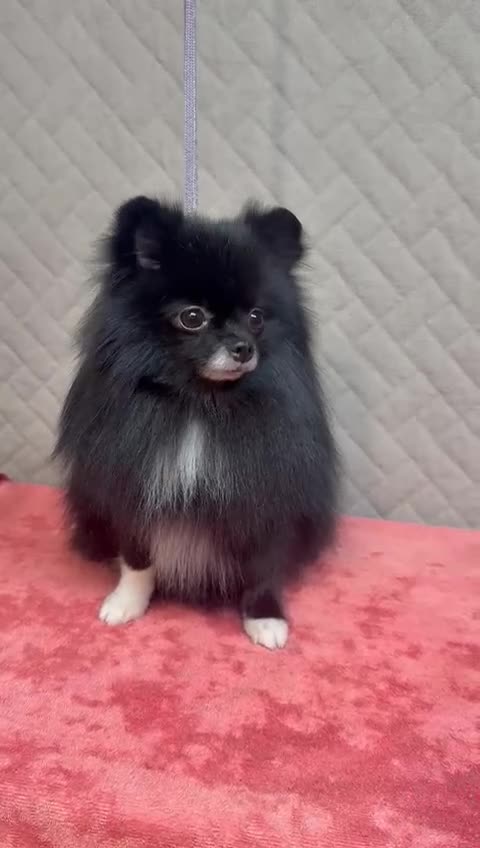 Pomeranian dogs for adoption: Missy: The Little Soul They Tried to Forget - Video 1