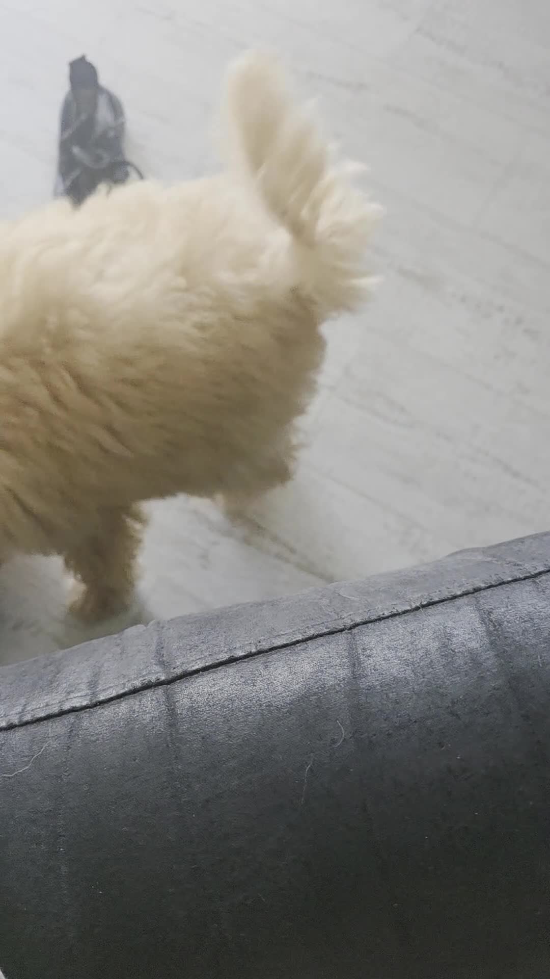 Toy Poodle dogs for sale: Beautiful toy poodle girl - Video 1