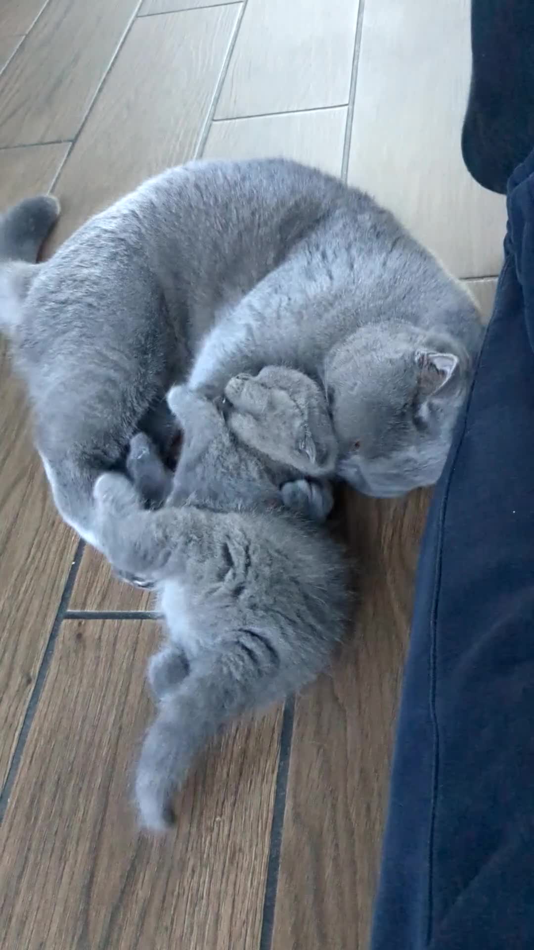 Scottish Fold cats for sale: TICA Reg, Pedigree Scottish Fold male kitten - Video 1