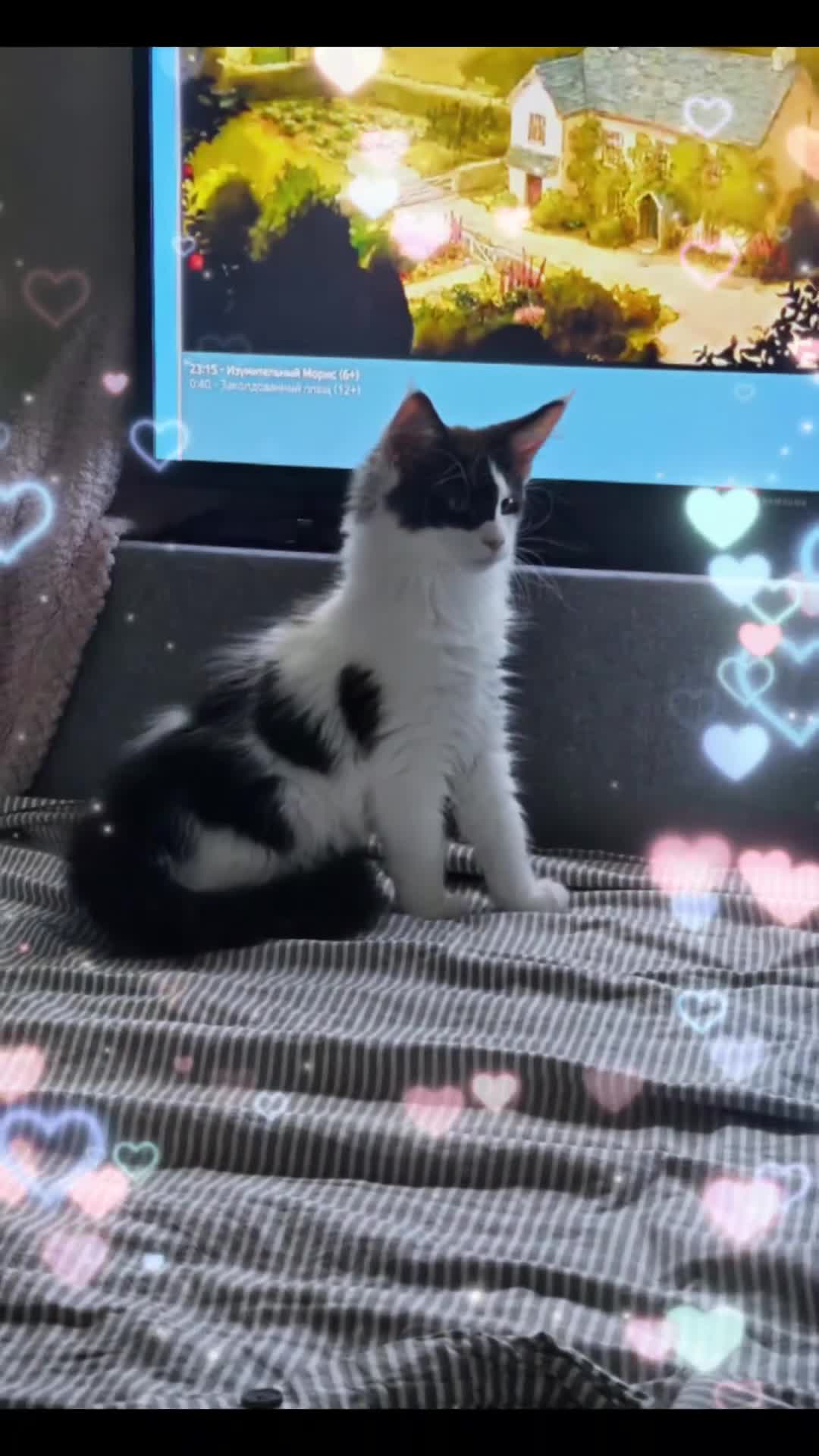 Maine Coon cats for sale: Maine Coon Kittens – GCCF Registered  Boys - Video 1