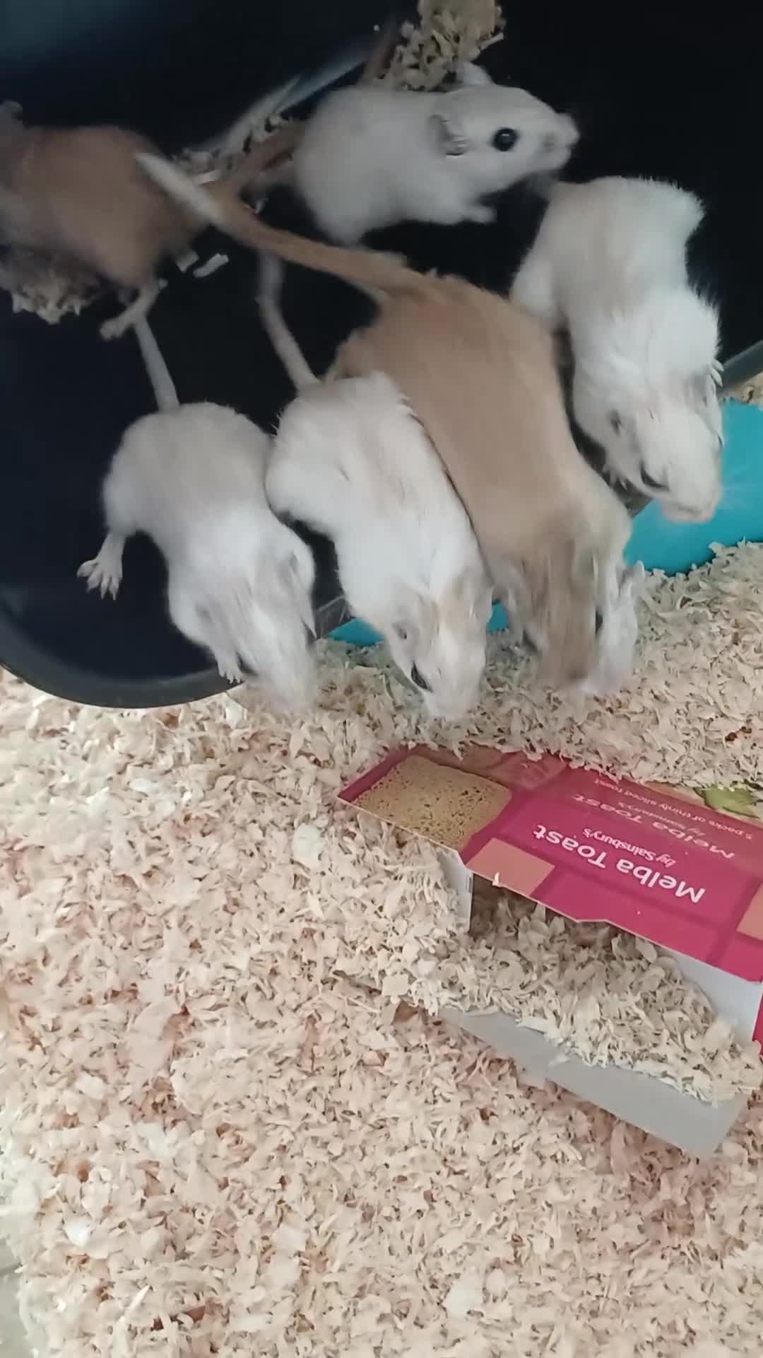 Gerbil rodents for sale: 6 female gerbil babies plus mum - Video 1