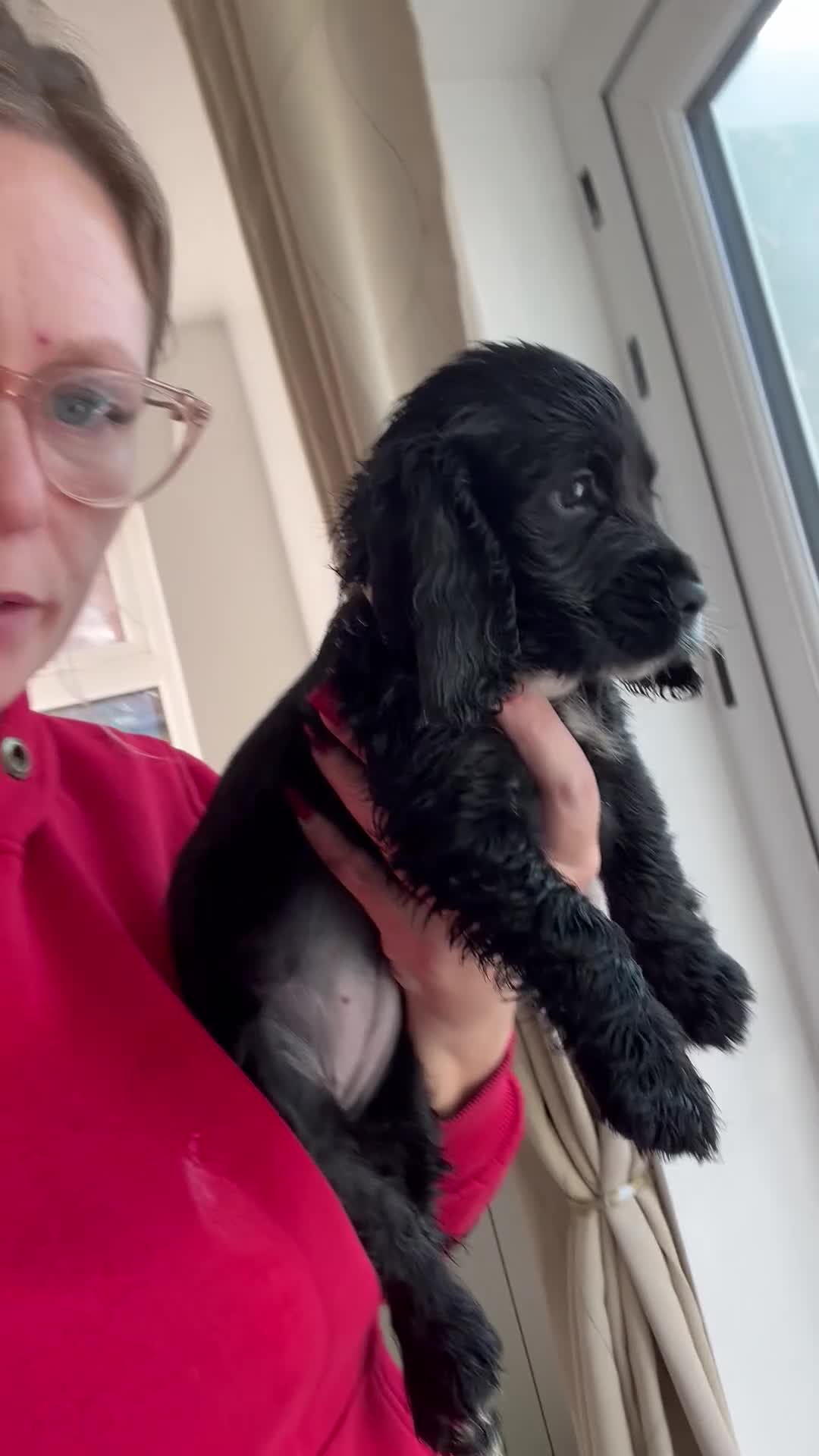 Cocker Spaniel dogs for sale:  4 Beautiful Cocker Spaniel Girls 🐶 - Video 2