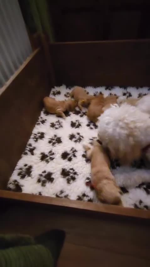 Mini Goldendoodle dogs for sale: Mini F1B Goldendoodle Puppies - Video 1
