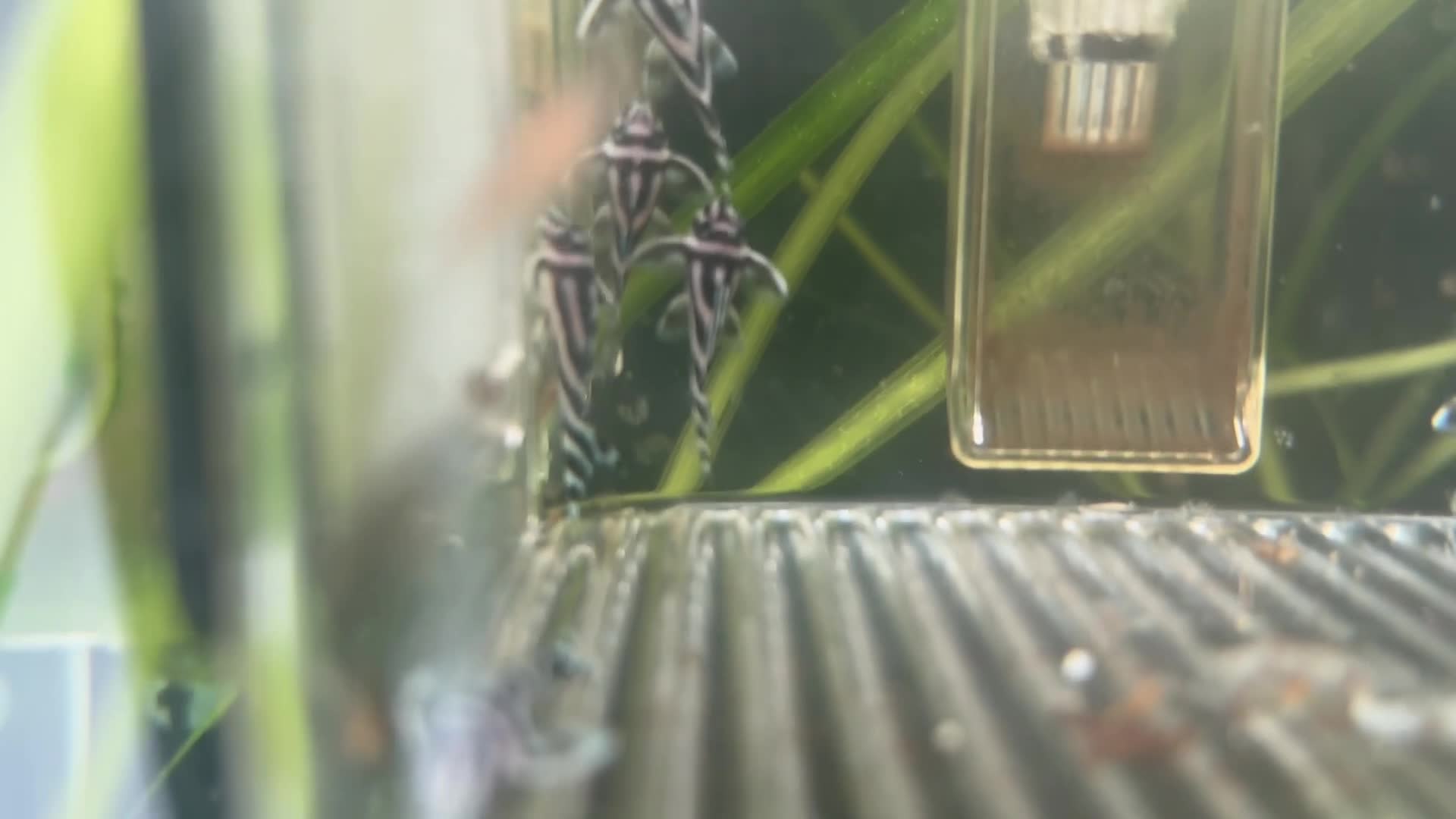 Plecos fish for sale: Zebra Pleco L046  in Ilfracombe - Video 1