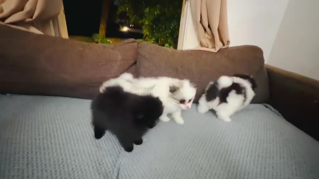 Pomeranian dogs for sale: Pomeranian Puppies – Home Raised With Mum & Dad - Video 1