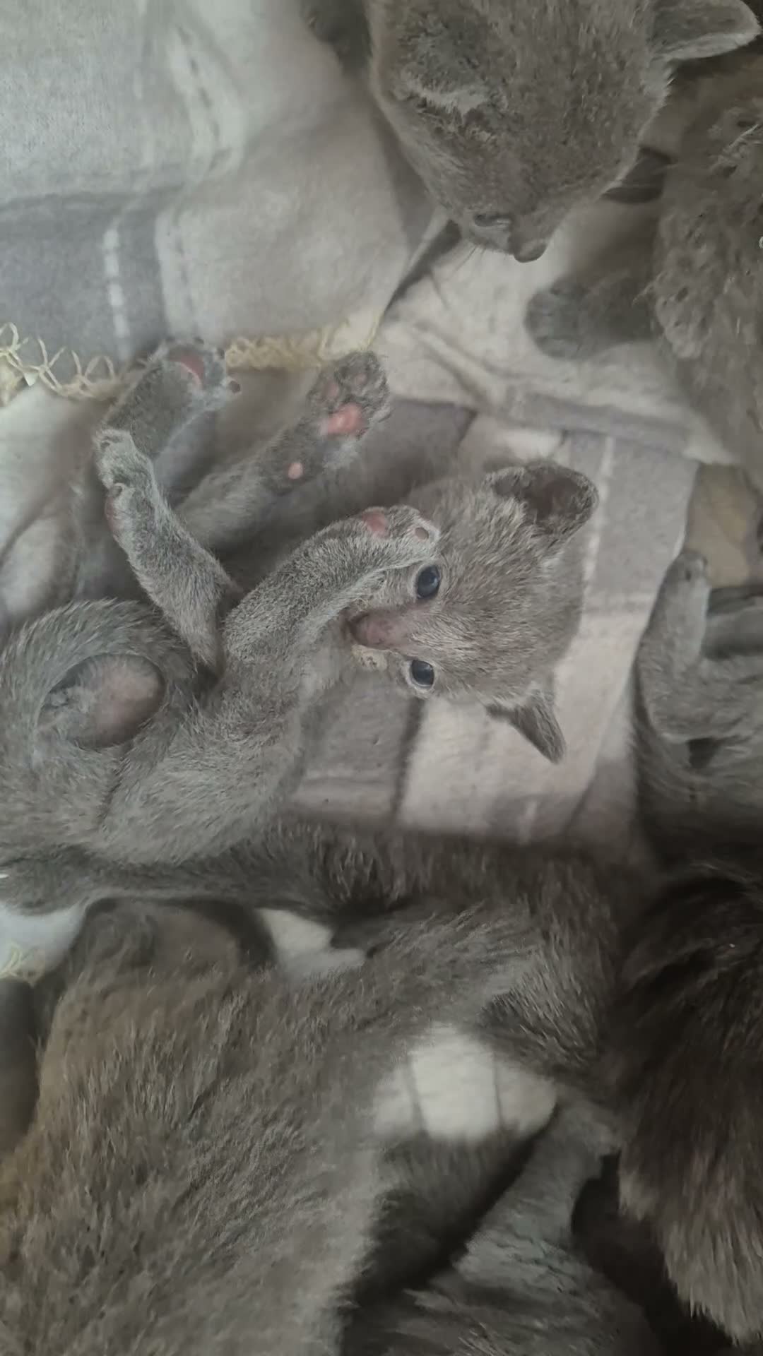 Russian Blue cats for sale: Pure Russian blue kittens 💙 🩵 😸 Last One Boy  - Video 2