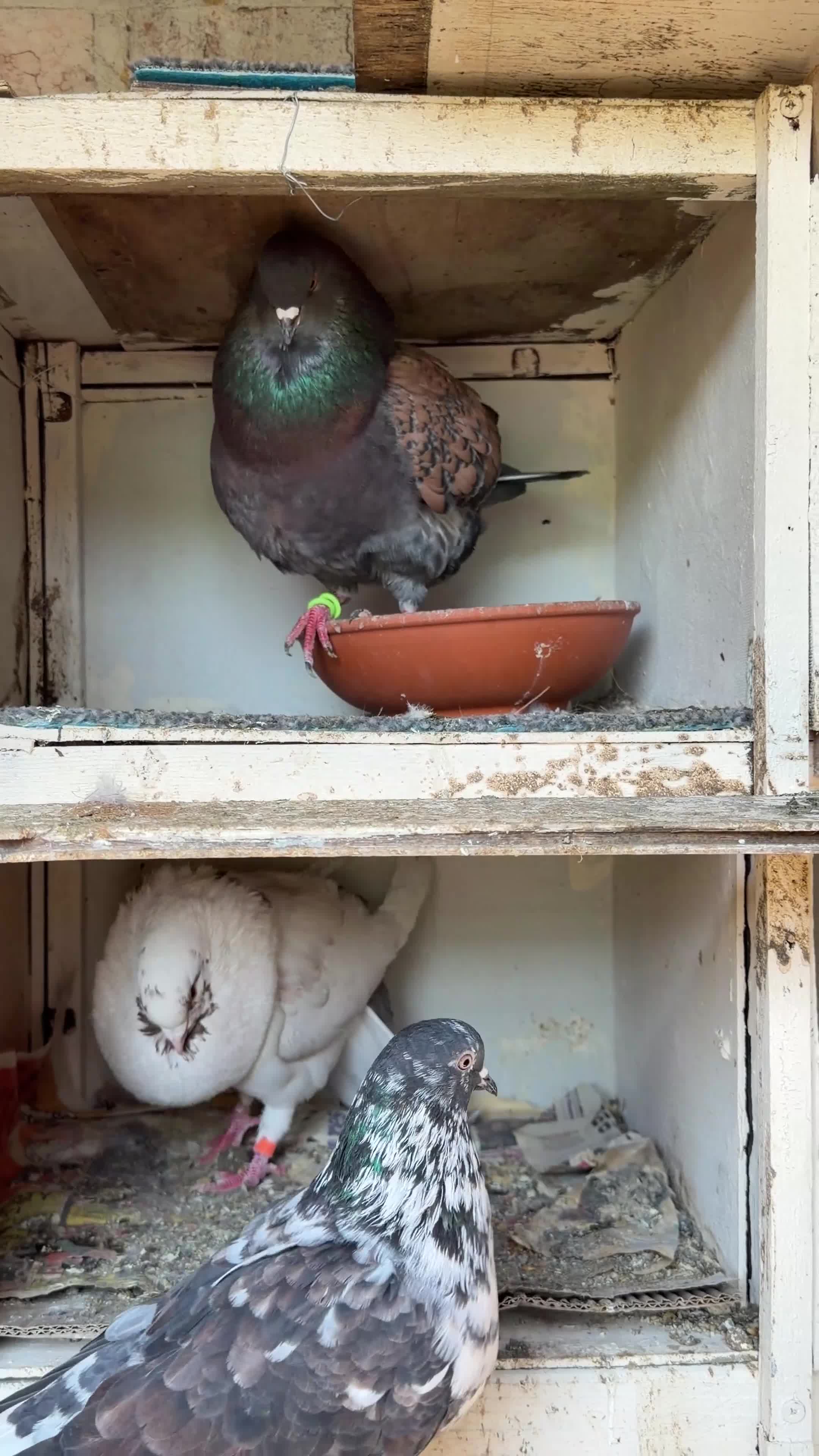 Pigeons birds for sale: Pair of Iranian Pigeons and Modena for Sale 🕊️ - Video 1