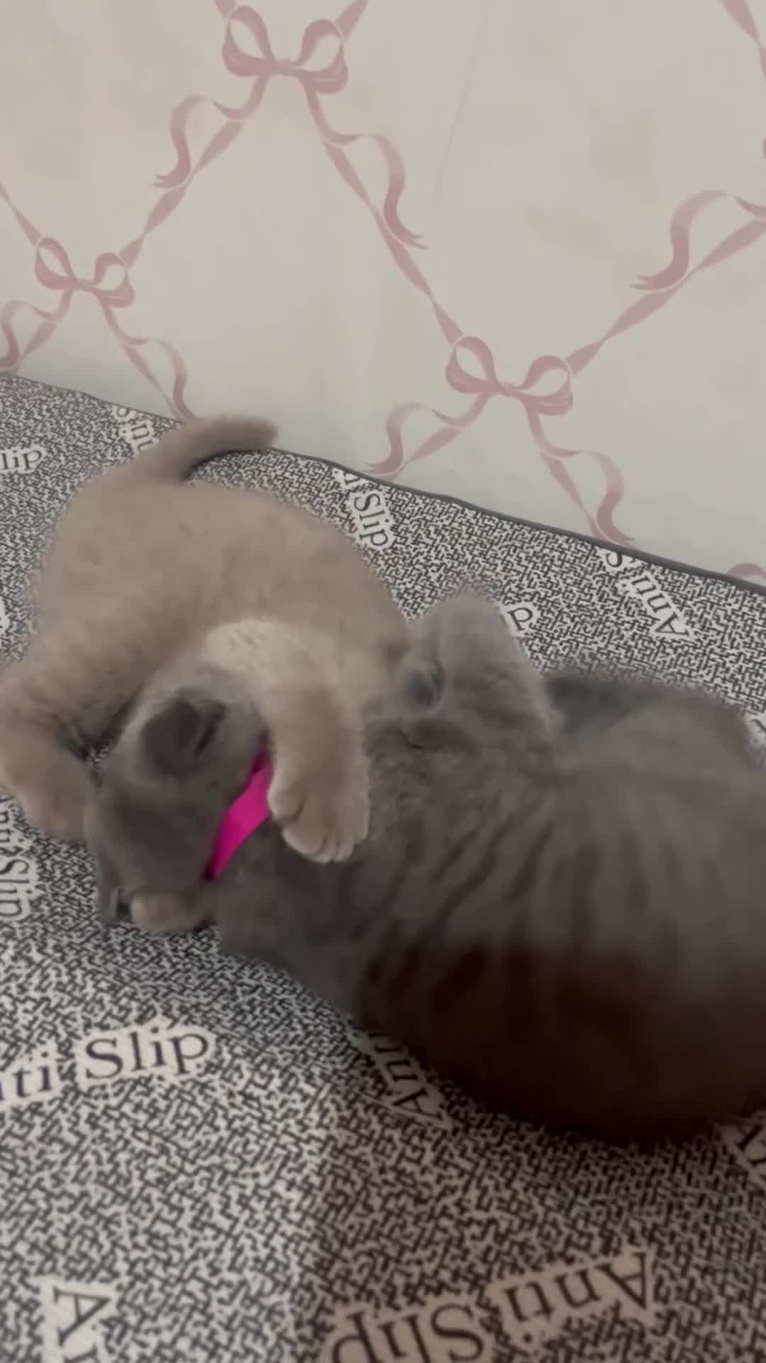 British Shorthair cats for sale: 6 little babies looking for a loving home in Leicester - Video 5