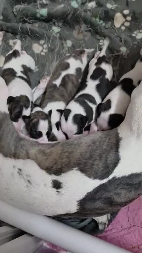 Whippet dogs for sale: whippet bitches - Video 1
