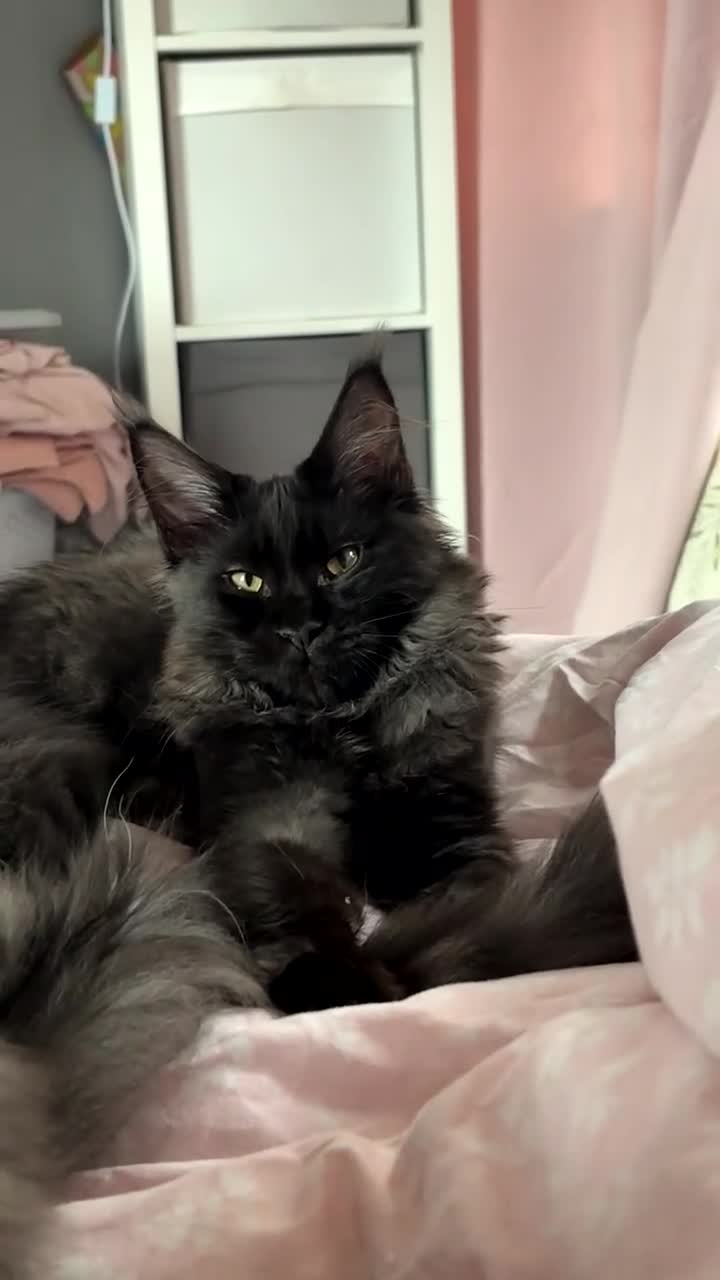 Maine Coon cats for sale: beautiful mainecoon sisters  - Video 3