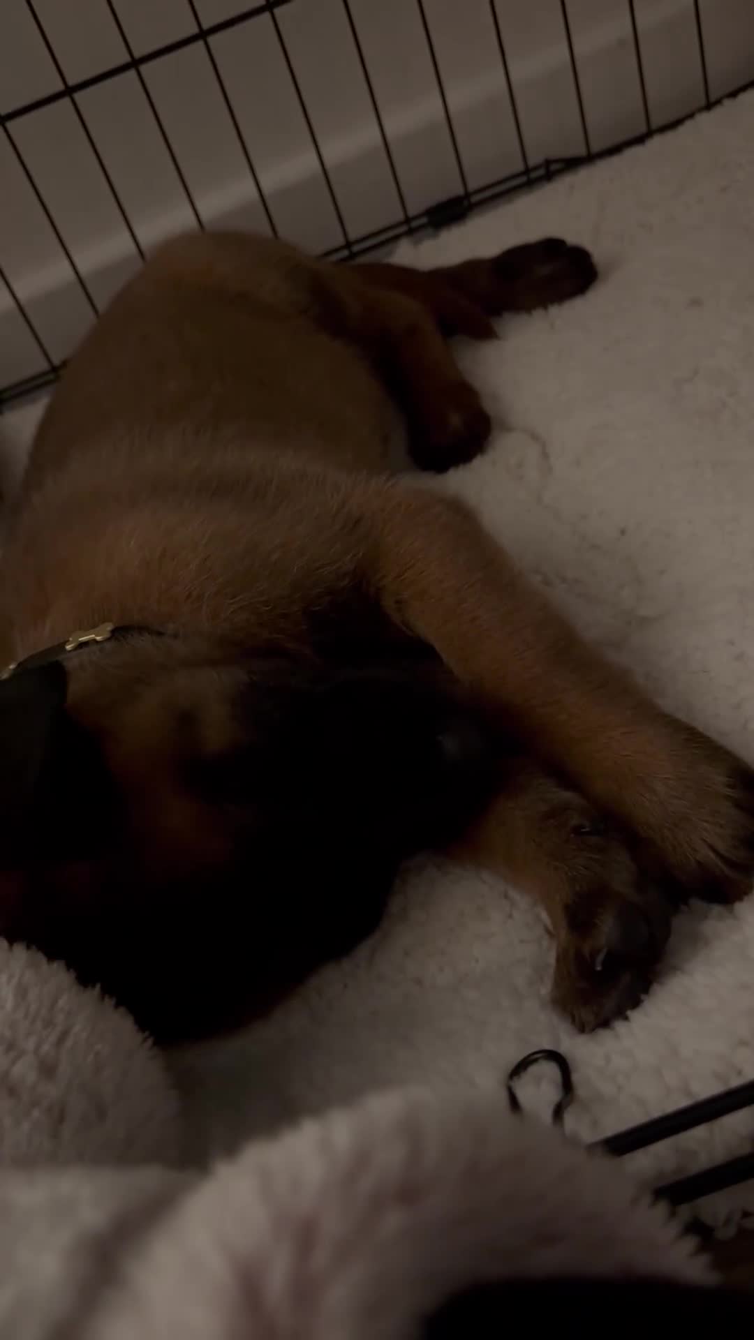Belgian Shepherd Dog dogs for sale: Female Malinois Puppy - Video 4