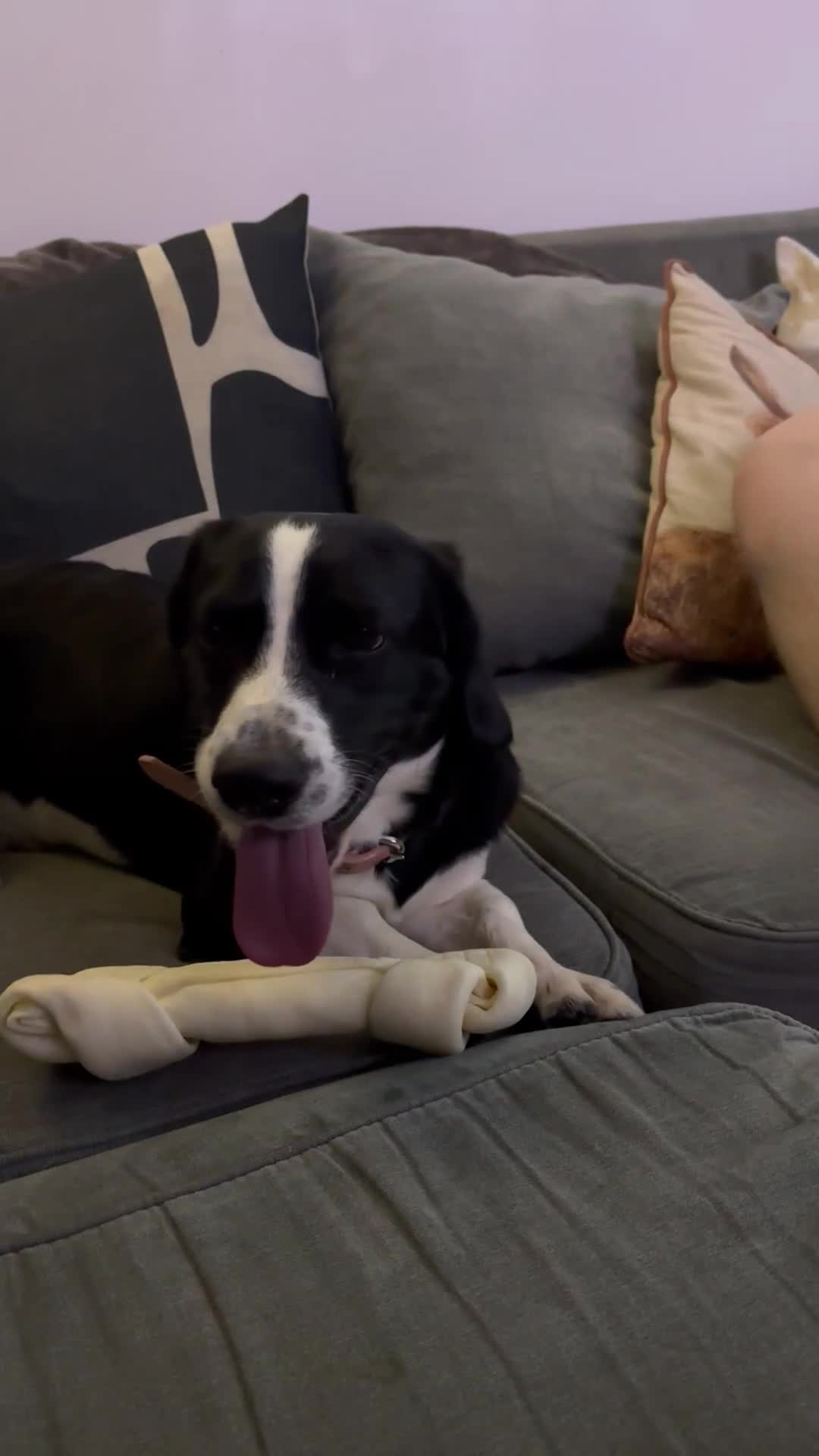 Mixed Breed dogs for sale: Rolo  - Video 1