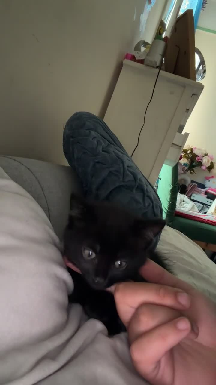 Domestic Shorthair cats for sale: Shadow, black domestic short hair  in Southampton - Video 2