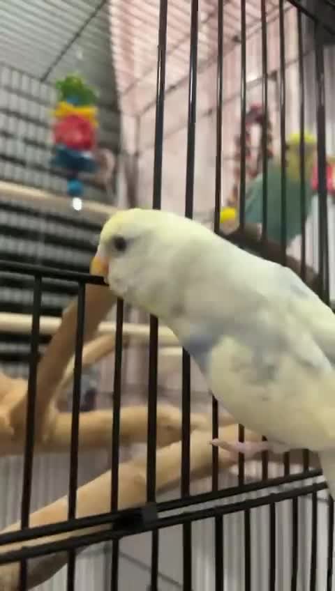 Budgerigars birds for sale: 2 budgies+everything else included  - Video 2