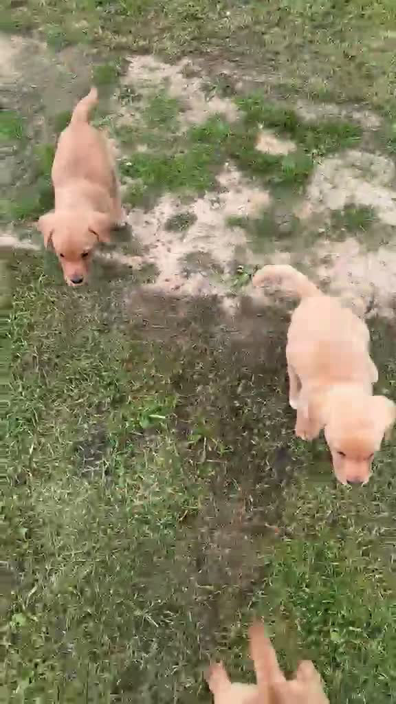 Labrador Retriever dogs for sale: Labrador Retriever puppies  - Video 1
